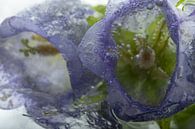 Paarse klokjesbloem in ijs 4 van Marc Heiligenstein thumbnail