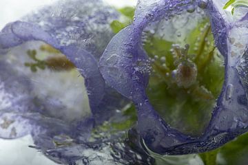 Campanule violette dans la glace 4 sur Marc Heiligenstein
