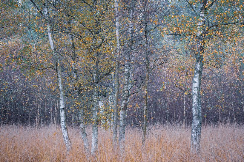 Berkenbomen van Jolanda de Leeuw