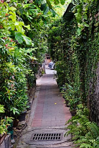 Als de stadsjungle zijn rechten opeist in Java