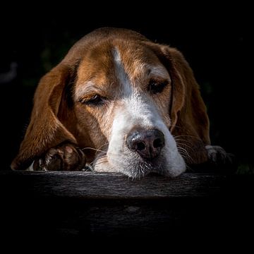 Portret van een Beagle van Jefra Creations