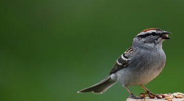 Een vogel bij de tuinvoederbak van Claude Laprise