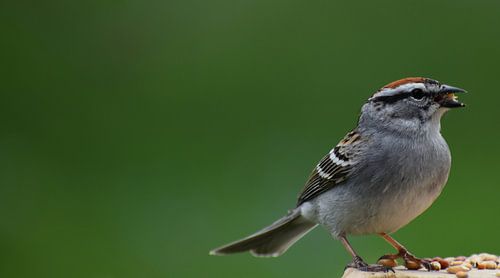 Een vogel bij de tuinvoederbak