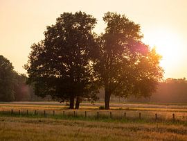 2 Chênes solitaires avec un beau contre-jour