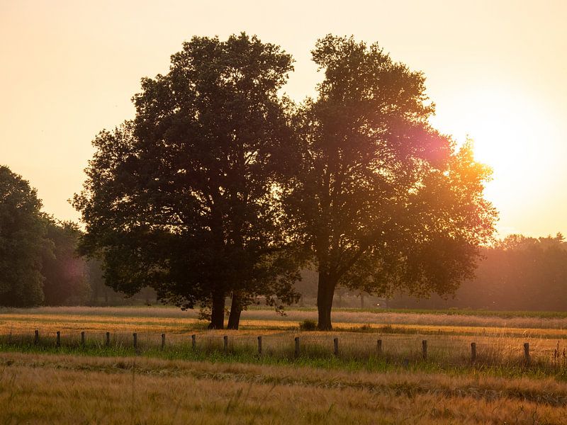 2 Solitary oak trees with beautiful backlight by Robin Jongerden