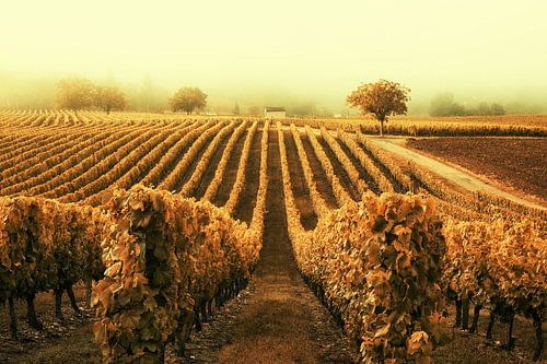 Rusty Vineyard