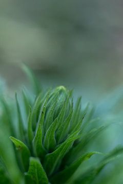 Blütenknospe, botanisches Foto von Karijn | Fine art Natuur en Reis Fotografie