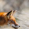 Red fox Amsterdamse Waterleidingduinen | Red fox vertical by Maartje Hensen