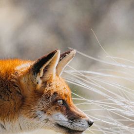 Moervos Amsterdamse Waterleidingduinen | Rode vos verticaal van Maartje Hensen