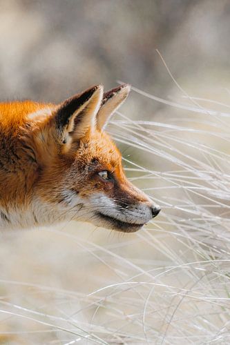 Red fox Amsterdamse Waterleidingduinen | Red fox vertical