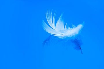 Feather floating on blue water by Sjoerd van der Wal