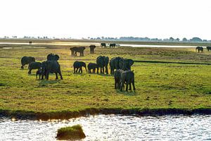Familien-Elefant im Chobe-Nationalpark Botswana von Merijn Loch