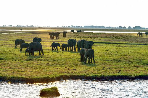 Familien-Elefant im Chobe-Nationalpark Botswana