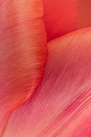 Colourful tenderness: The embracing petals of a tulip by Marjolijn van den Berg