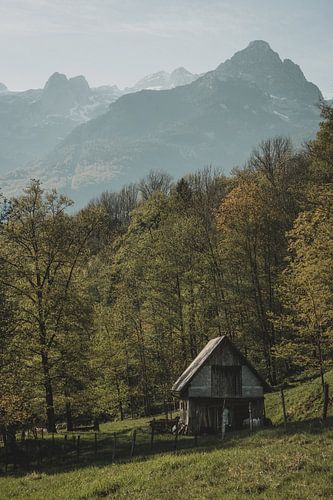 Wooden shed