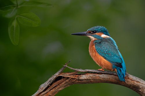 Kingfisher on log with green background