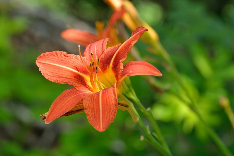 Vuurlelie van Karin Jähne