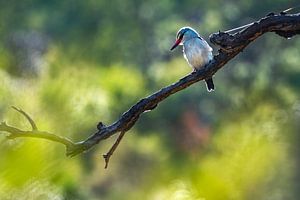 Nahaufnahme eines Eisvogels in Afrika