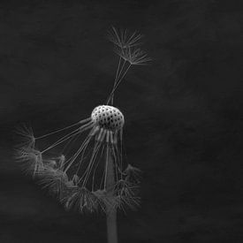 Dandelion by Anne Seltmann