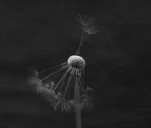 Dandelion by Anne Seltmann