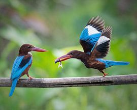 White-breasted kingfisher does not want to share its prey