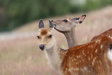 Liebevolle Jungtiere von Heike Hultsch