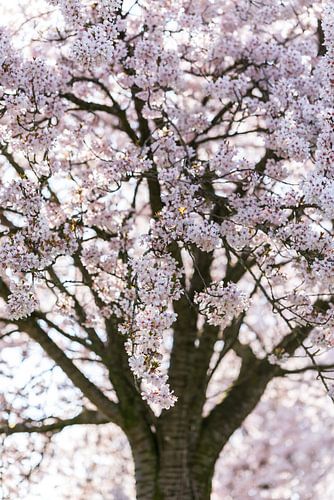 Witte japanse sierkers
