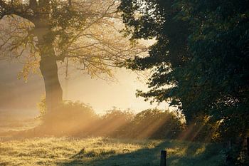 Sunbeams piercing through the morning mist