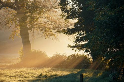 Sunbeams piercing through the morning mist