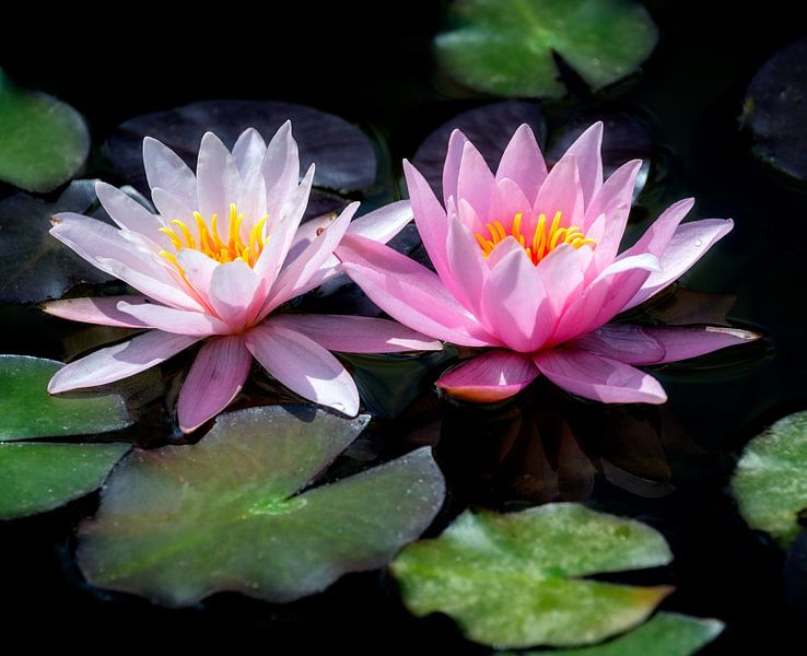 Roze waterleliebloemen in de tuinvijver van ManfredFotos