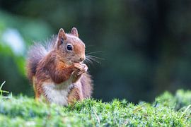 Squirrel with nut by Maurice van de Waarsenburg