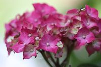 Hortensia rose