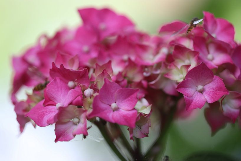 Pink hydrangea by Linda de Klein