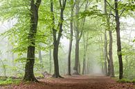 Grüner Längsschnitt im Nebel I von Laura Vink Miniaturansicht