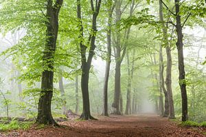 Grüner Längsschnitt im Nebel I