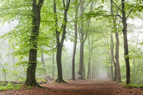 Grüner Längsschnitt im Nebel I von Laura Vink