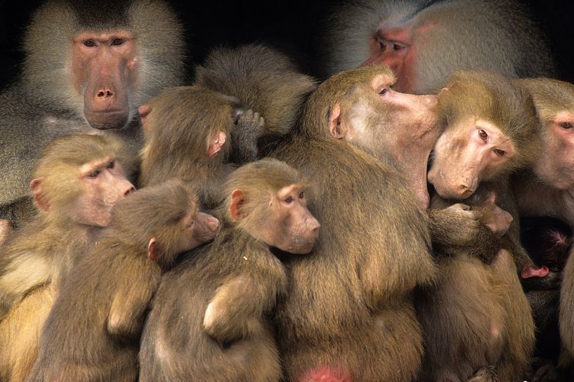 Monkeys by Paul van Gaalen, natuurfotograaf