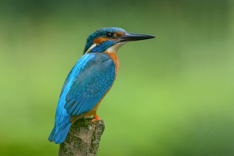 IJsvogel op z'n mooist! van Remco Van Daalen