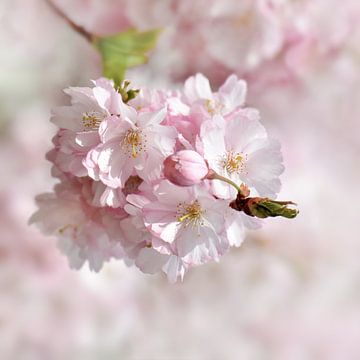 Japanese cherry blossom by Violetta Honkisz