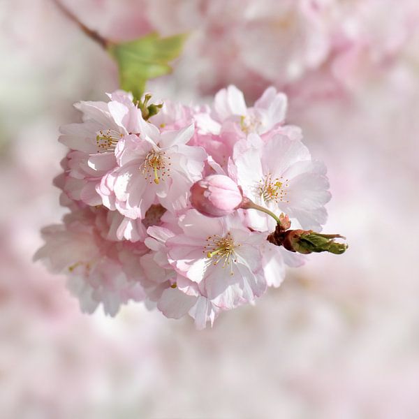 Japanese cherry blossom by Violetta Honkisz