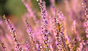 Bee on lavender by Floyd Angenent