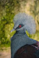 The Crown Pigeon