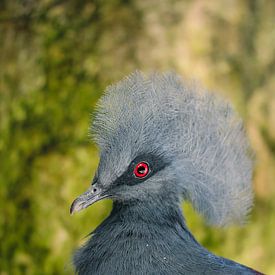 The Crown Pigeon by Isa Reininga - Isar.photography