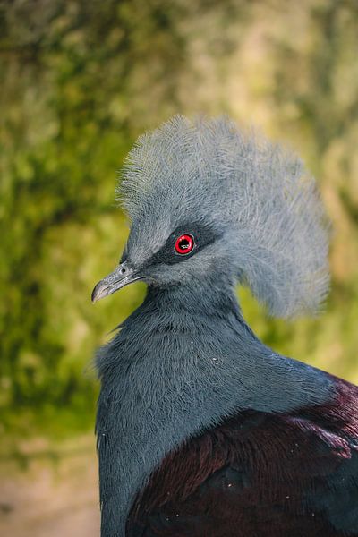 The Crown Pigeon by Isa Reininga - Isar.photography