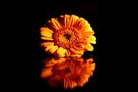 Single Gerbera