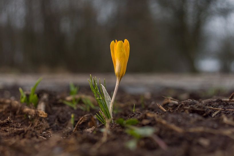 Krokus von Rossum-Fotografie