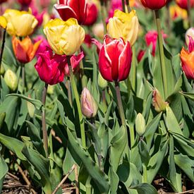 coloured tulips by Hélène Wiesenhaan