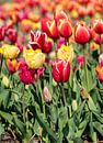 farbige Tulpen von Hélène Wiesenhaan Miniaturansicht