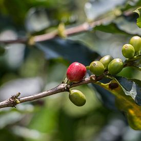 Koffiebonen op koffieplantage in Pereira, Colombia, Zuid-Amerika van Romy Wieffer