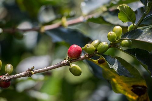 Koffiebonen op koffieplantage in Pereira, Colombia, Zuid-Amerika